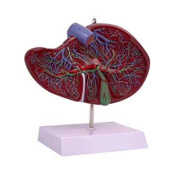 Анатомическая модель печени для учебного пособия, анатомическая модель печени Показывает детали кровеносно-сосудистой системы печени 594A