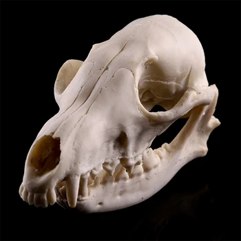 Реалистичные кости, череп для головы, модель скелета из смолы, реквизит для Хэллоуина, Прямая поставка в декабре